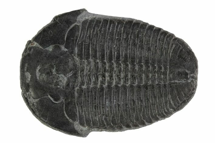 Large Elrathia Trilobite - Wheeler Shale - Utah #97141
